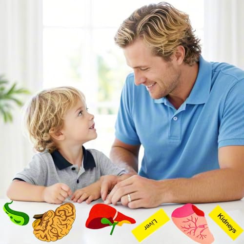 Human Body Model for Kids-Human Body Parts Learning Felt Board Set for Toddlers-Felt Wall Activities-Educational Storytelling Toy for Daycare Home Preschool-Teacher Daycare Supplies