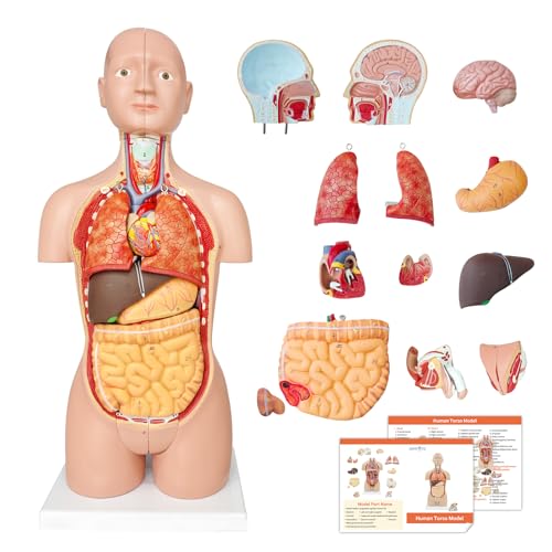 JNMFTD Human Torso Anatomy Model 17", 16 Part Dual-Sex Body Removable Model with Heart Brain Visceral Organ Muscular Layers Vessels Nerves Include Product Manual Card for Medical Scientific Education - size: 15"L x 5"W