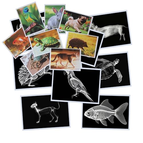Thematic Animal X-Rays, Set of 16, Simulation Specimen, Science Education Materials for Kindergarten & Preschool, Light Table Accessories, Montessori & Reggio-Inspired (Pets) - color: Pets