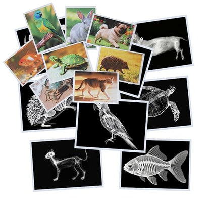 Thematic Animal X-Rays, Set of 16, Simulation Specimen, Science Education Materials for Kindergarten & Preschool, Light Table Accessories, Montessori & Reggio-Inspired (Pets) - color: Pets