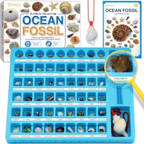 PIBEX Ocean Fossil Collection Kit, 55 PCS Labeled Real Fossils & Seashells