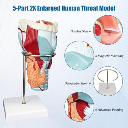 2X Enlarged Human Throat Model,5 Parts Human Larynx 3D Anatomy Model Laryngeal Muscles Cavity Bone with Labeled Numbered Product Manual Card and Removable PVC Base for Medical Education Study - size: 2X Enlarged