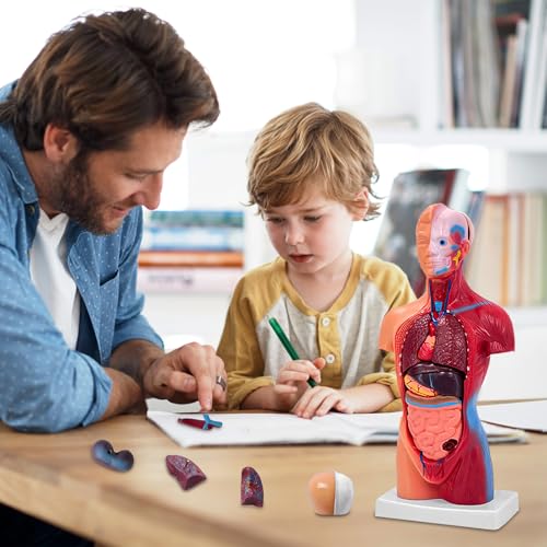11 Inch Small Human Body Model for Anatomy Study - 15 Detachable Parts Educational Torso with Internal Organs, DIY Assembly Anatomy Model for Students, Teachers, and Medical Healthcare Professionals