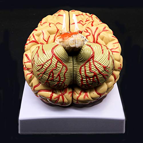 Human Brain Model, Anatomically Accurate Brain Model 8-Part Human Brain Anatomy for Science Classroom Study Display Teaching Medical Model
