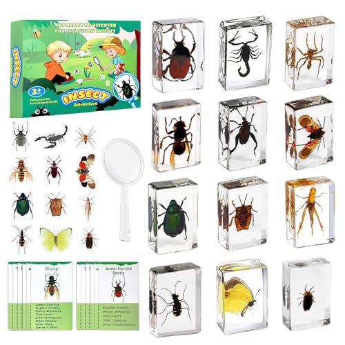 12 PCS Insect Specimen, Real Bugs in Resin for Science Classroom