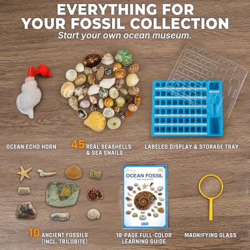 PIBEX Ocean Fossil Collection Kit, 55 PCS Labeled Real Fossils & Seashells