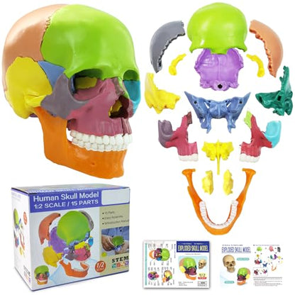 New Anatomy Skull Model 15 Parts Human Color Exploded Skull Detachable - color: Colorful Skull