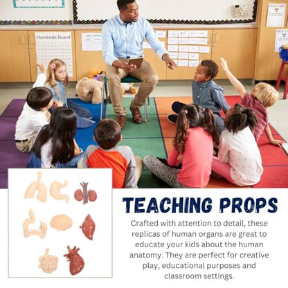 Liberty Imports 8 PCS Human Organs Toy Body Parts Figurines - 3D Mini Anatomy Model Realistic Teaching Prop - Brain, Heart, Lung, Liver, Stomach, Intestines, Kidney for Kids