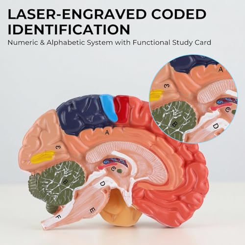 Human Brain Model, Life Size Brain Anatomy Model, 2-Part PVC Brain Model with Laser-Engraved Numbers, Color-Coded Regions, Base & Reference Card for Science Education & Anatomy Study