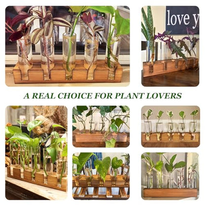 Renmxj Plant Propagation Station, 10 Glass Test Tube with Wooden Stand - size: 10 Test Tube