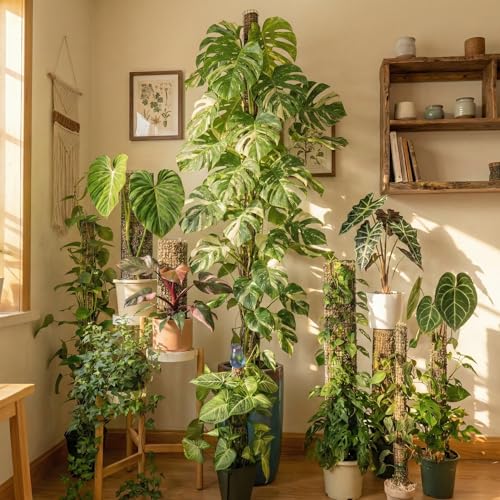 Metal Moss Poles for Climbing Plants, D-Shape Sphagnum Moss Pole Monstera Plant Support for Climbing Plants, DIY Plant Stakes Work with Sphagnum Moss (12ft D-Shaped Frosted) - color: 12ft Frosted, size: 12ft D-shaped