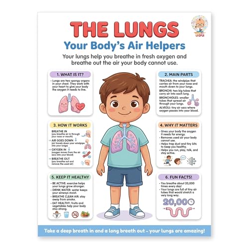 JELLY BEAN GENIUS Human Lungs Poster – Laminated Dry-Erase Respiratory Anatomy Chart for Classroom & Homeschool | Science Wall Poster 8.5x11 - color: Human Lungs