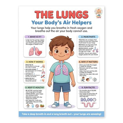 JELLY BEAN GENIUS Human Lungs Poster – Laminated Dry-Erase Respiratory Anatomy Chart for Classroom & Homeschool | Science Wall Poster 8.5x11 - color: Human Lungs