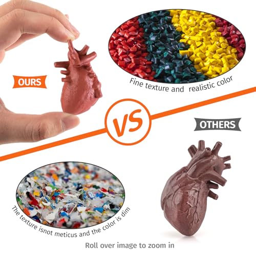 2 Inch 8PCS Human Body Model for Kids Mini Fake Body Parts Sets Human Anatomy Model Anatomy and Physiology Good Tools Students Sciences Learning Kit for Boys Girls Kids