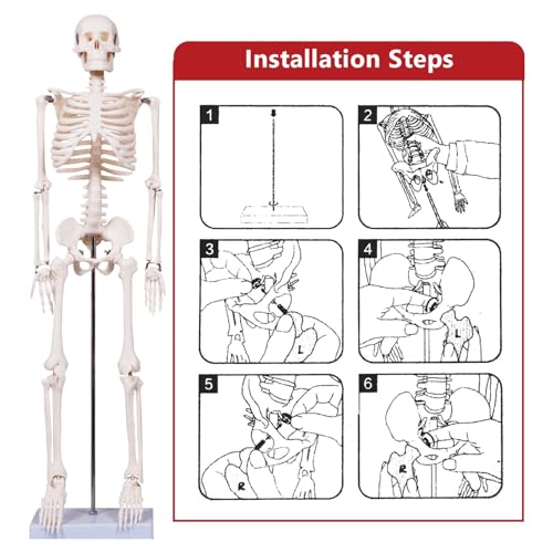 breesky Scientifc Human Skeleton Model for Anatomy, 33.4’’ Skeleton Model with Metal Stand, Removable Arms&Legs for Student to Study Human Skeleton Anatomy System, Halloween Decor, Manual Included