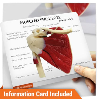GPI Anatomicals Muscled Shoulder Model, Right Shoulder Joint - style: Muscled Shoulder