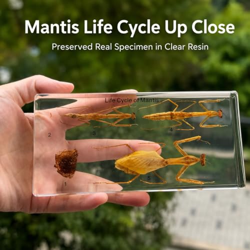 Mantis Life Cycle in Resin, Real Specimen 5-Stage Biology Display for Complete Display for Biology Education,Science Classroom Teaching Unique Home Office Desk,Gift(6.46×3.07×0.95inch) - color: Life Cycle of Mantis