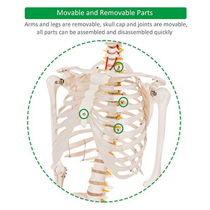 GIANTEX 70.8" Life Size Skeleton Model, with Roller Stand, 2 Casters with Brake, Removable Parts, Anatomical Poster and Dust Cover, Human Skeleton Model for Anatomy