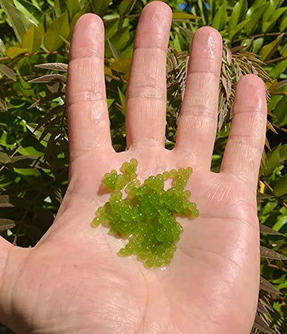 Algae Research and Supply: Algae Beads (Ready-to-go Algae Beads in Indicator- snap vials (x100)) - style: Ready-to-go Algae Beads in Indicator- snap vials (x100)