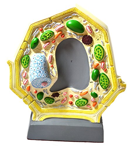 Eisco 3D Plant Cell Model, Numbered Organelles, Free-Standing, 10.5" x 8.5"