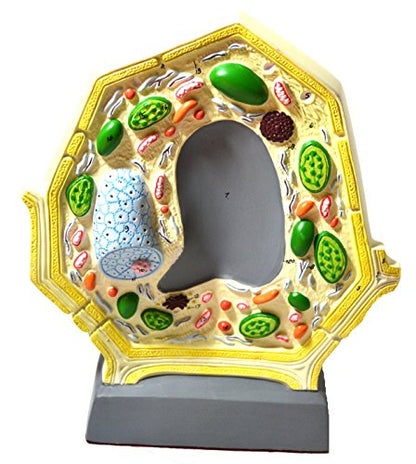 Eisco 3D Plant Cell Model, Numbered Organelles, Free-Standing, 10.5" x 8.5"