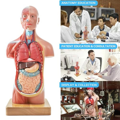 Generies 15 Pcs Removable 3D Human Torso Anatomy Model, 11 inch