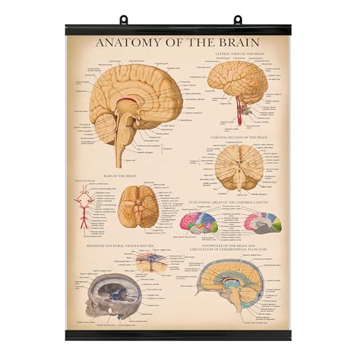 Palace Learning Vintage Brain Anatomy Poster - Laminated with Plastic Frame - Anatomical Chart of the Human Brain - 18" x 24" - color: WITH PLASTIC FRAME