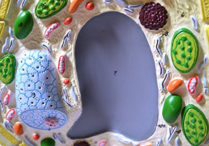 Eisco 3D Plant Cell Model, Numbered Organelles, Free-Standing, 10.5" x 8.5"