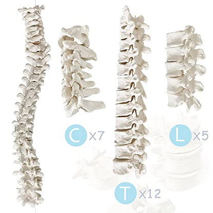 Merinden Human Skeleton Model For Anatomy 67 inch High, Full Size Skeleton Models with 3 Poster, Skull, Spine, Bones, Articulated Hand & Foot, for Anatomy Medical Learning
