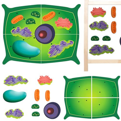 Leitee 18 Pcs Magnetic Plant Cell Model Kit, Giant Biology Teaching Aid - size: 17.8 x 13.7 in
