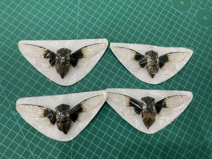 4 Real Cicada Specimens Unmounted Open Wings Taxidermy Bugs Set VE102X4 - color: 4 Beetle #102