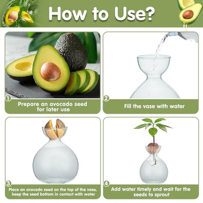 2PCS Small Avocado Grow Vase Glass Acorn Seed Starter Vase Pot for Growing - size: 2PCS Plain 3.74*3.74*5.11inch