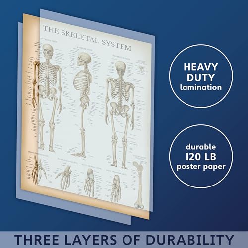 Palace Learning 4 Pack - Vintage Anatomy Poster Set - Laminated - Muscular, Skeletal, Ligaments of the Joints, Anatomy of the Spine - Anatomical Chart Set - 18” x 24”
