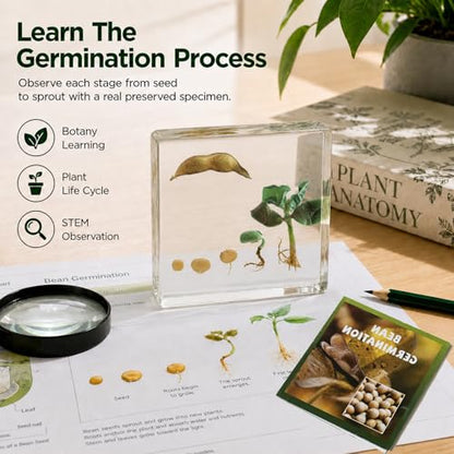 Bean Germination Resin Specimen,5 Stages of Bean Seed Growth Preserved in Clear Resin, Biology Teaching Aid,Homeschool Science,Unique Home Office Desk,Gift (3.74×3.74×0.79 in)