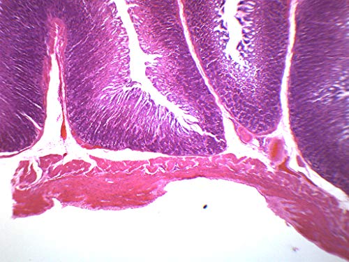 Stomach Composite Section, Prepared Microscope Slide - 75 x 25mm - Anatomy, Biology & Microscopy - Eisco Labs - size: Single Slide