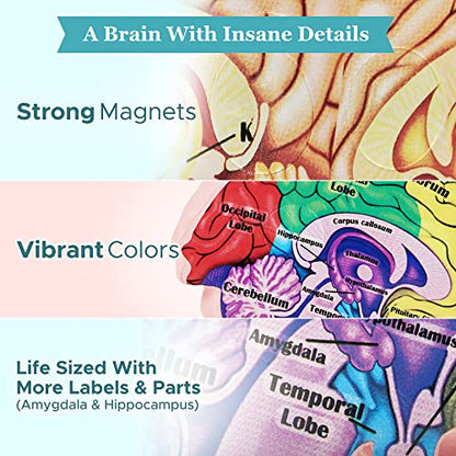 Educational Science Model Bundle | Human Brain & Animal Cell Cross-Section