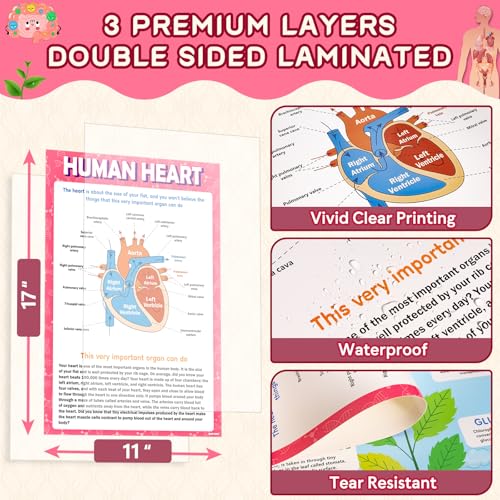 KIDS KING 18 Learning Posters - Biology (11"x17") - color: Biology