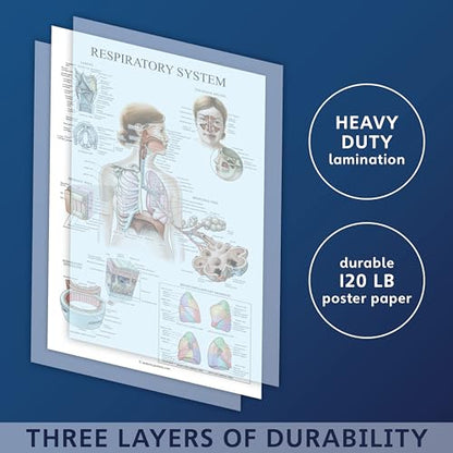 Palace Learning Laminated Respiratory System Anatomical Chart - Lung Anatomy Poster - 18" x 24" - size: 18" x 24"