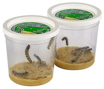 Insect Lore 2 Cups of Caterpillars Basic - 10 Live Baby Painted Lady Caterpillars - Refill for Habitat Kit - Caterpillars and Food Included - style: 2 Cups Basic
