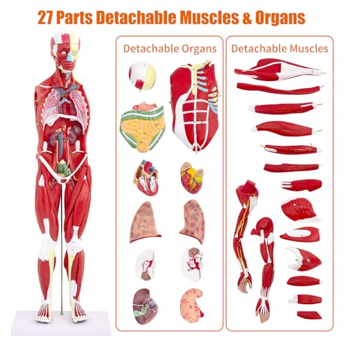 SFXYJ Human Anatomy Muscle Model, 27 Part 1/2 Life Size 33” Human Body Muscular System Model with Removable and Muscle Anatomy Includes Detailed Color Product Manual for Medical Educational Training