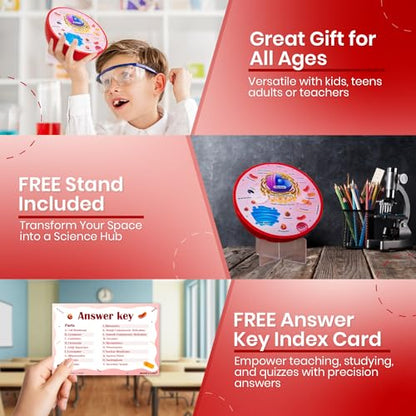 Educational Science Model Bundle | Human Brain & Animal Cell Cross-Section