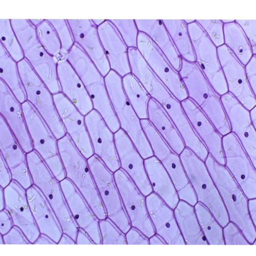 25pcs Microscope Slides for Prepared Onion Root Tips Cell Mitosis Microscope Slides Microbiology, Glass Slides for Microscope, Biology Gifts