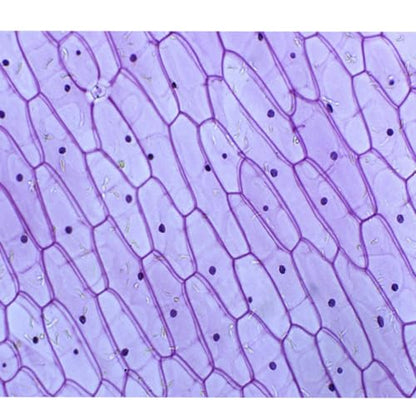 SagaSave 25pcs Microscope Slide Set , Plant Animal Cell Science Education Microscope Slides for Bioscience Labs