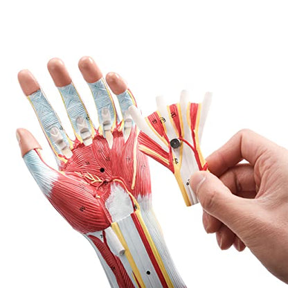 EVOTECH SCIENTIFIC Human Anatomical Muscular Arm Model, 7 Part Life Size
