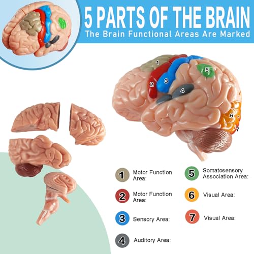 Anatomy Skull Model 15+5 Parts Human Color Exploded Skull Detachable