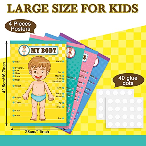 Outus 4 Pcs Human Body Parts Posters for Kids, 11 x 17 Inch