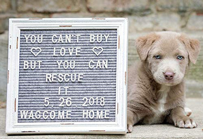 Gray Felt Letter Board Back to School Sign with Rustic Wood White Frame - Grey Farmhouse Letter Board Sign with Stand - Baby Announcement 10x10 Felt Board Changeable Message Board with 350 Letter Set - color: Gray, size: 10x10 inches
