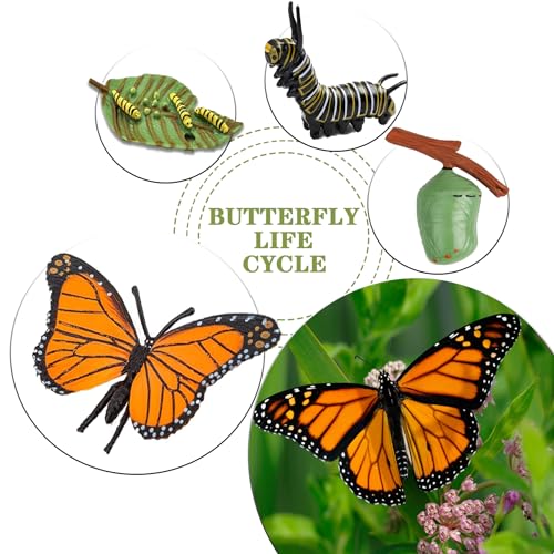 Mbrain 4pcs Butterfly Growth Cycle with Flash Cards,Life Cycle Learning & Education Toys,Montessori Toys,Gift for Girl & Boy for 3 4 5 6 7 Year Old (Butterfly) - color: Butterfly
