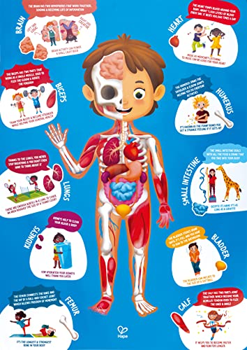 Hape Human Body Puzzle | 60 Oversized Pieces Educational Anatomy Jigsaw, Wooden Organs, for Children 4+ Years