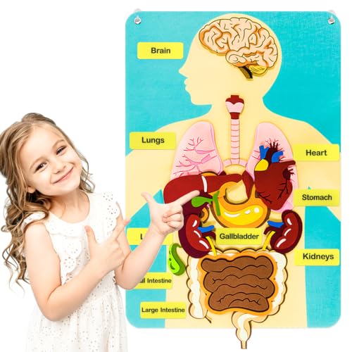 Human Body Parts Felt Board Stories for Kids, Body Model Teaching Puzzle